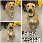 Adoptable (Official) Georgia Dogs for April 26, 2024