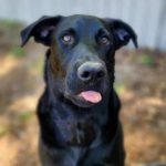 Adoptable (Official) Georgia Dogs for April 29, 2024