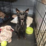 Adoptable (Official) Georgia Dogs for April 30, 2024