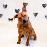 Adoptable (Official) Georgia Dogs for May 1, 2024