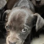 Adoptable (Official) Georgia Dogs for May 3, 2024