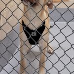 Adoptable (Official) Georgia Dogs for May 6, 2024