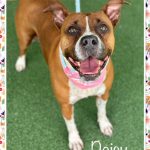 Adoptable (Official) Georgia Dogs for May 7, 2024
