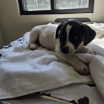 Adoptable (Official) Georgia Dogs for May 8, 2024