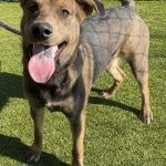 Adoptable (Official) Georgia Dogs for May 10, 2024