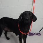 Adoptable (Official) Georgia Dogs for May 13, 2024