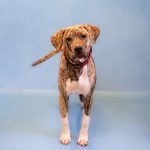 Adoptable (Official) Georgia Dogs for May 14, 2024
