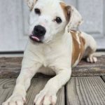 Adoptable (Official) Georgia Dogs for May 15, 2024