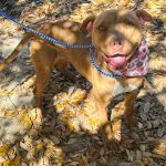 Adoptable (Official) Georgia Dogs for May 16, 2024
