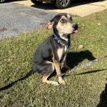 Adoptable (Official) Georgia Dogs for May 20, 2024