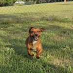 Adoptable (Official) Georgia Dogs for May 21, 2024