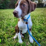 Adoptable (Official) Georgia Dogs for May 22, 2024