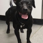 Adoptable (Official) Georgia Dogs for May 24, 2024
