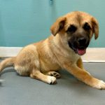 Adoptable (Official) Georgia Dogs for May 28, 2024