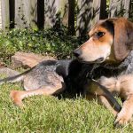 Adoptable (Official) Georgia Dogs for June 3, 2024