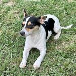 Adoptable (Official) Georgia Dogs for June 4, 2024