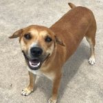 Adoptable (Official) Georgia Dogs for June 7, 2024