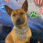 Adoptable (Official) Georgia Dogs for June 10, 2024