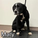 Adoptable (Official) Georgia Dogs for June 11, 2024