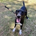 Adoptable (Official) Georgia Dogs for June 12, 2024