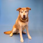 Adoptable (Official) Georgia Dogs for June 14, 2024