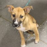 Adoptable (Official) Georgia Dogs for June 17, 2024