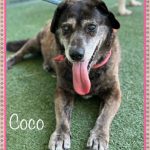 Adoptable (Official) Georgia Dogs for June 18, 2024