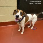 Adoptable (Official) Georgia Dogs for June 21, 2024