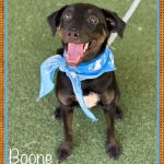 Adoptable (Official) Georgia Dogs for June 24, 2024