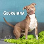 Adoptable (Official) Georgia Dogs for June 25, 2024