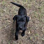 Adoptable (Official) Georgia Dogs for June 26, 2024