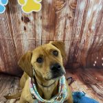 Adoptable (Official) Georgia Dogs for June 28, 2024