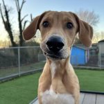 Adoptable (Official) Georgia Dogs for July 1, 2024