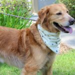 Adoptable (Official) Georgia Dogs for July 2, 2024