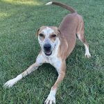 Adoptable (Official) Georgia Dogs for July 3, 2024