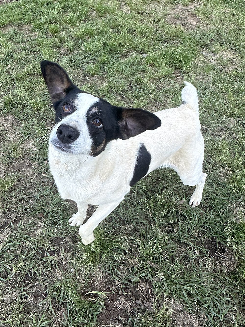 Adoptable (Official) Dogs for July 3, 2024 GaPundit