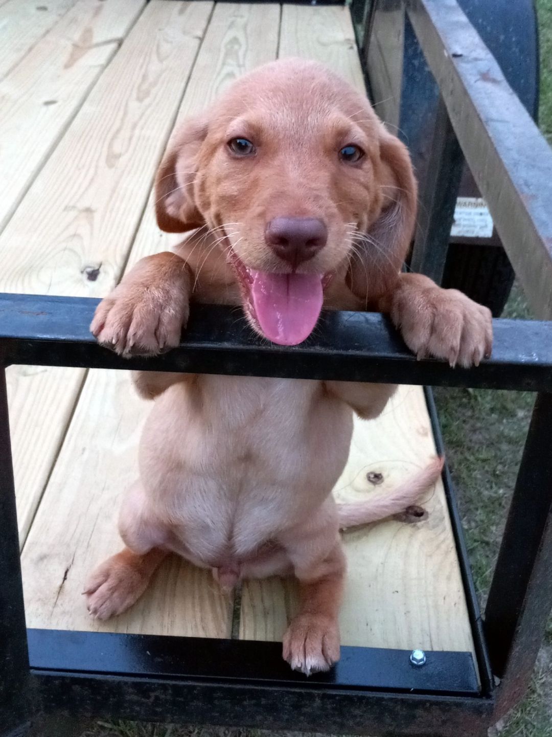 Adoptable (Official) Dogs for July 3, 2024 GaPundit