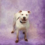 Adoptable (Official) Georgia Dogs for July 8, 2024