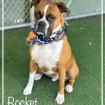 Adoptable (Official) Georgia Dogs for July 9, 2024