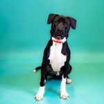 Adoptable (Official) Georgia Dogs for July 10, 2024