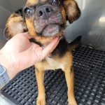 Adoptable (Official) Georgia Dogs for July 12, 2024