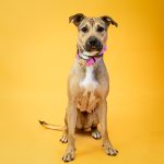 Adoptable (Official) Georgia Dogs for July 15, 2024