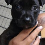 Adoptable (Official) Georgia Dogs for July 16, 2024