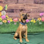 Adoptable (Official) Georgia Dogs for July 17, 2024
