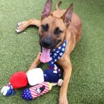 Adoptable (Official) Georgia Dogs for Jul7 19, 2024