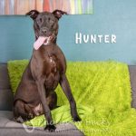 Adoptable (Official) Georgia Dogs for July 22, 2024