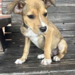 Adoptable (Official) Georgia Dogs for July 23, 2024