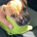 Adoptable (Official) Georgia Dogs for July 24, 2024