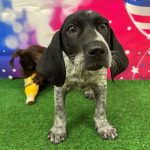 Adoptable (Official) Georgia Dogs for July 26, 2024