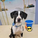 Adoptable (Official) Georgia Dogs for July 29, 2024